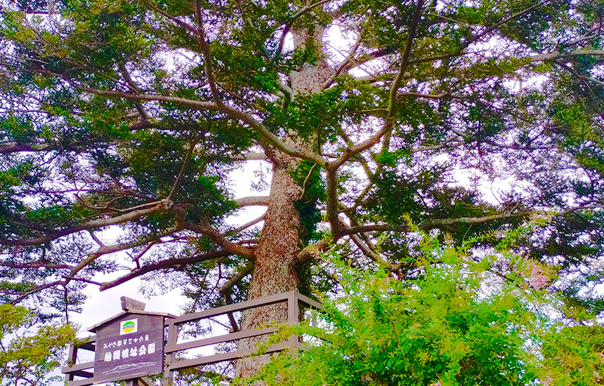 阿武隈急行線の東船岡駅から船岡城址公園に行くと、大河ドラマにもなった樅ノ木は残ったの樅ノ木を見る事が出来ます。